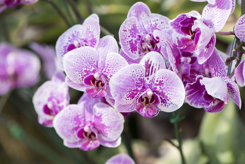 lawn care landscape design